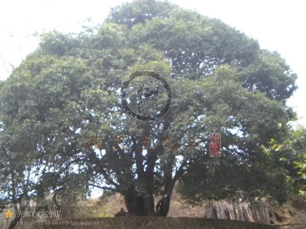 贵州遵义程氏桂花房--祖籍地大头坝桂花树.png