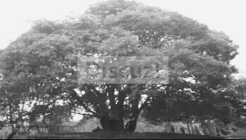 桂花村中桂花树.jpg