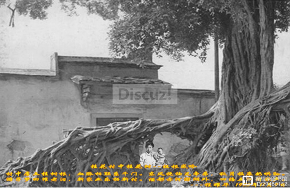 桂花村中桂花树--祖根感吟.png
