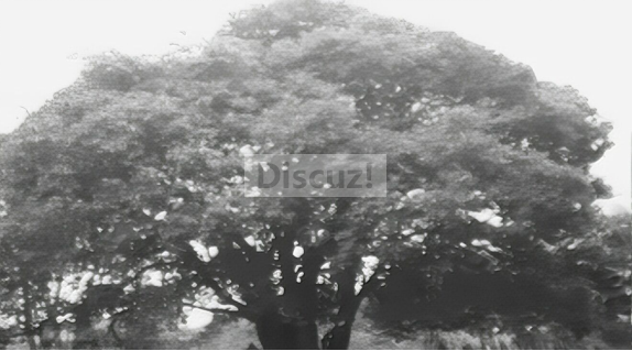 桂花树.png