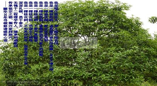 我是桂花人.jpg